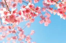 桜+OK绷（中日双声道）（翻自 FUNKY MONKEY BABYS）歌词 歌手麦吉_Maggie-专辑桜 Sakura（中日双声道）-单曲《桜+OK绷（中日双声道）（翻自 FUNKY MONKEY BABYS）》LRC歌词下载