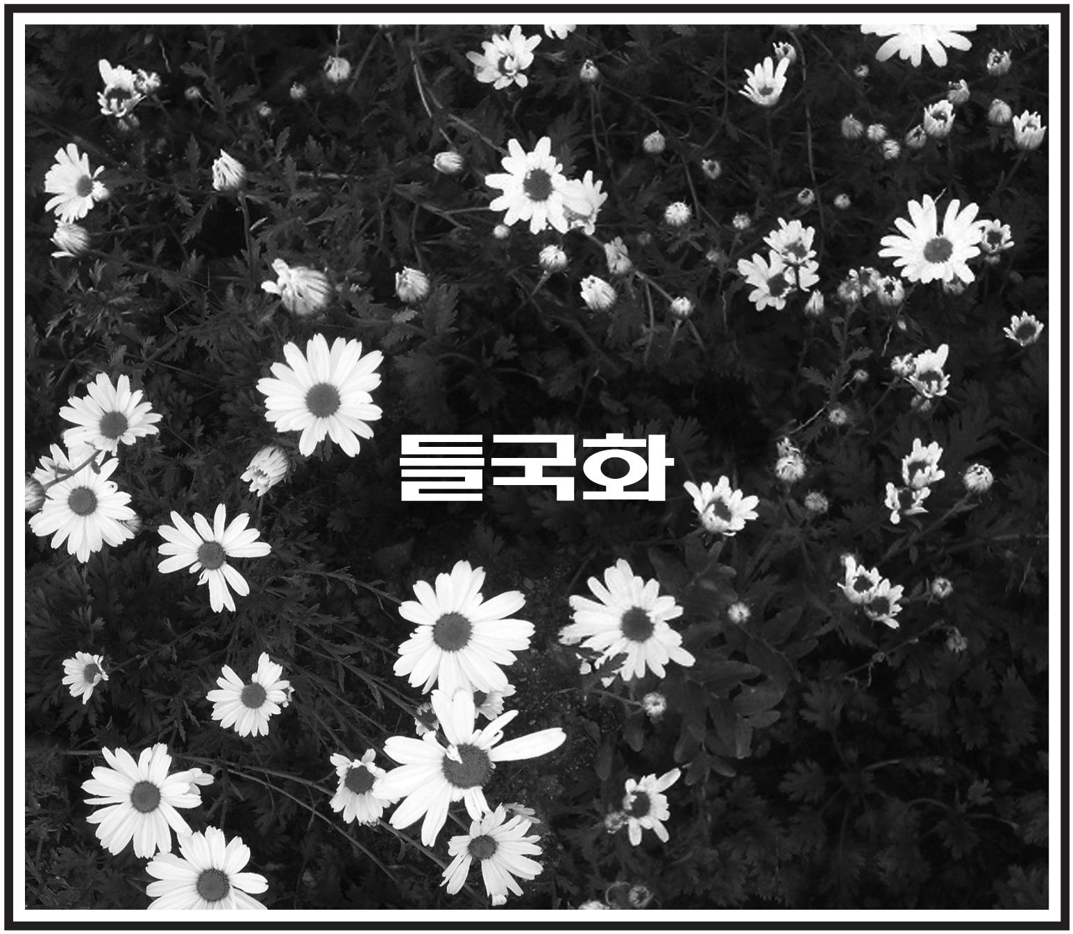 사랑한후에歌词 歌手野菊花-专辑들국화-单曲《사랑한후에》LRC歌词下载