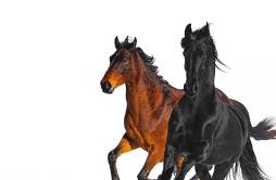 Old Town Road (Remix)歌词 歌手Lil Nas XBilly Ray Cyrus-专辑Old Town Road (Remix)-单曲《Old Town Road (Remix)》LRC歌词下载