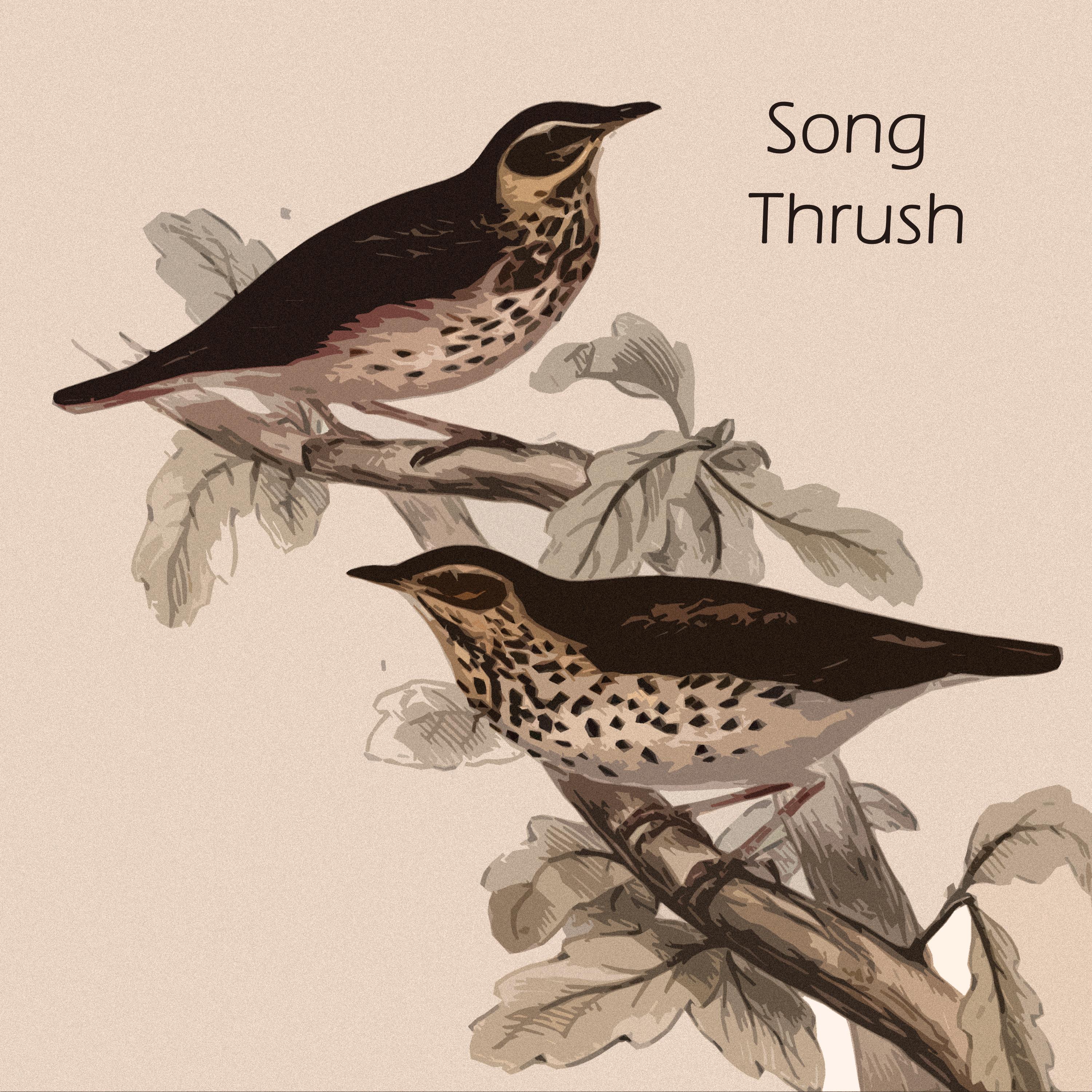 Malaguena歌词 歌手101 Strings-专辑Song Thrush-单曲《Malaguena》LRC歌词下载