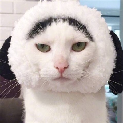 带帽子的猫咪情侣头像