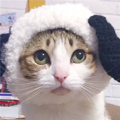 带帽子的猫咪情侣头像