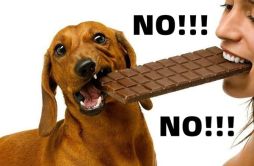 狗吃巧克力为什么会死_狗为什么不能吃巧克力？