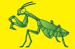 为什么说螳螂是“捕虫神刀手”？
