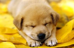 为什么狗睡觉前要绕几个圈子？