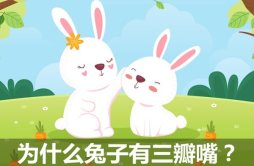 为什么兔子有三瓣嘴_兔子长三瓣嘴的作用是什么？