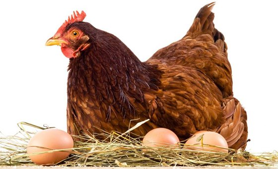 鸡蛋能和母鸡进行交流吗_鸡蛋会说话吗