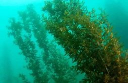巨藻为什么会被称为“海藻王”？