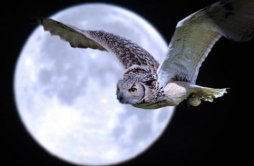 为什么猫头鹰能在夜间捕食？