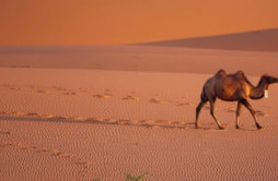 为什么骆驼能在沙漠里生活？不渴也不饿