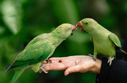 为什么鹦鹉能模仿人说话_鹦鹉学舌利用的是什么？