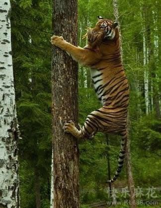 老虎都上树，看来男人真的靠得住