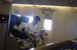 在飞机上默默吃着竹子的熊猫