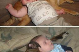 狗狗才是世上最舒适的枕头