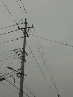 看看 一电线杆燕子