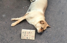 香港一家零食铺养的汪，因为睡得太沉不管多少人经过都不会醒，引来很多好心路人报警“救援”，于是无奈的店家立了这样一个牌子