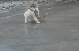 .走在冰上的猫咪，整个都懵逼了哈哈哈哈哈哈哈哈哈