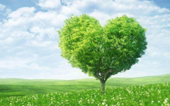 寓言故事：爱心树