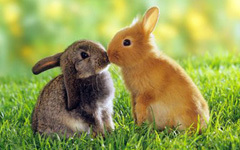 童话故事：兔子交友记