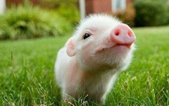 童话故事：小猪鼻子生气了