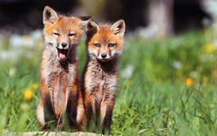 中国寓言：小狐狸和朋友