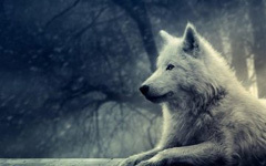 中国民间故事：陷阱中的白狼
