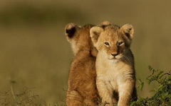 母爱故事：奔跑的小狮子