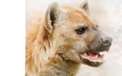 寓言故事：斑鬣狗赌的是雄狮不怒