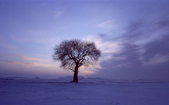 智慧故事：冬天的树