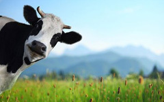 禅理故事：谁知道奶牛的辛酸