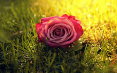 经典爱情：蜜月里的玫瑰