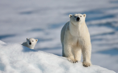探险故事：遭遇北极熊
