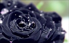 中国民间故事：送你一枝黑玫瑰