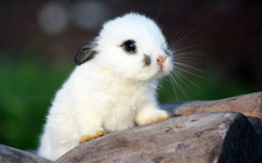 寓言故事：机智勇敢的小白兔