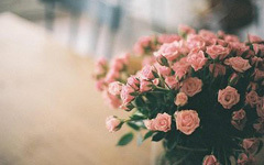 经典爱情：乞丐与玫瑰花