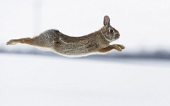 寓言故事：兔子为奔跑而生