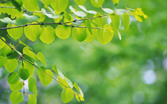 中国民间故事：樟树为什么这样香