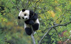 中国民间故事：熊猫首次进京记
