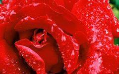 侦探故事：滴血的红玫瑰