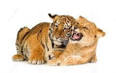 童话故事：狮子和老虎