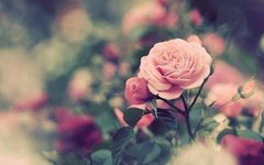 纪实故事：一朵玫瑰花