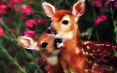 童话故事：可爱的五色鹿