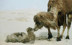 百姓故事：哭泣的骆驼