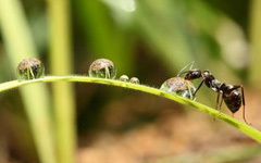 童话故事：小蚂蚁搬骨头