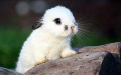 童话故事：可爱的小白兔