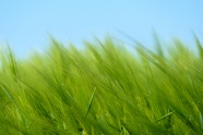 绿色小麦壁纸摄影