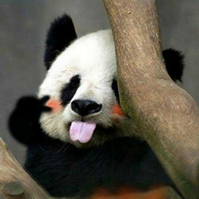 很可爱的熊猫头像