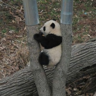 很可爱的熊猫头像