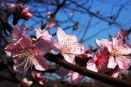 春天鲜艳的梅花图片