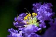 紫色花朵微距图片